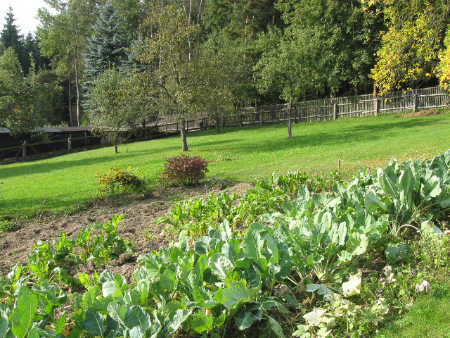 Referenzbild: 277 Rasenfläche mit Obstbäumen und Beeten