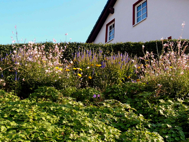 Referenzbild: 332 ein buntes Staudenband begleitet den neuen Pflegeweg für die vorhandene Formhecke