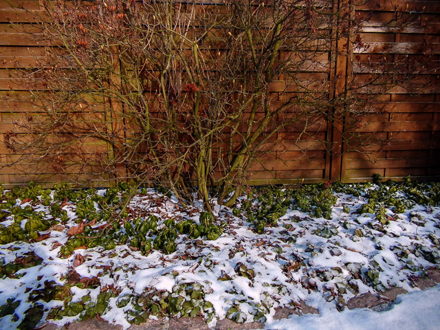 Referenzbild: 363 Das Gartenjahr beginnt im Januar