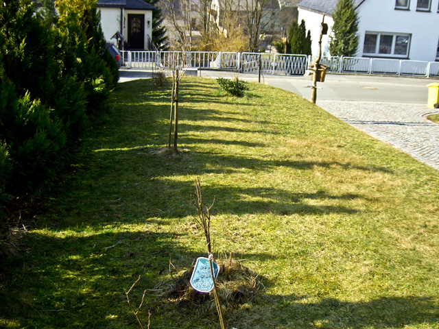 Referenzbild: 51 Gehölz und pflegeintensive Rasenfläche